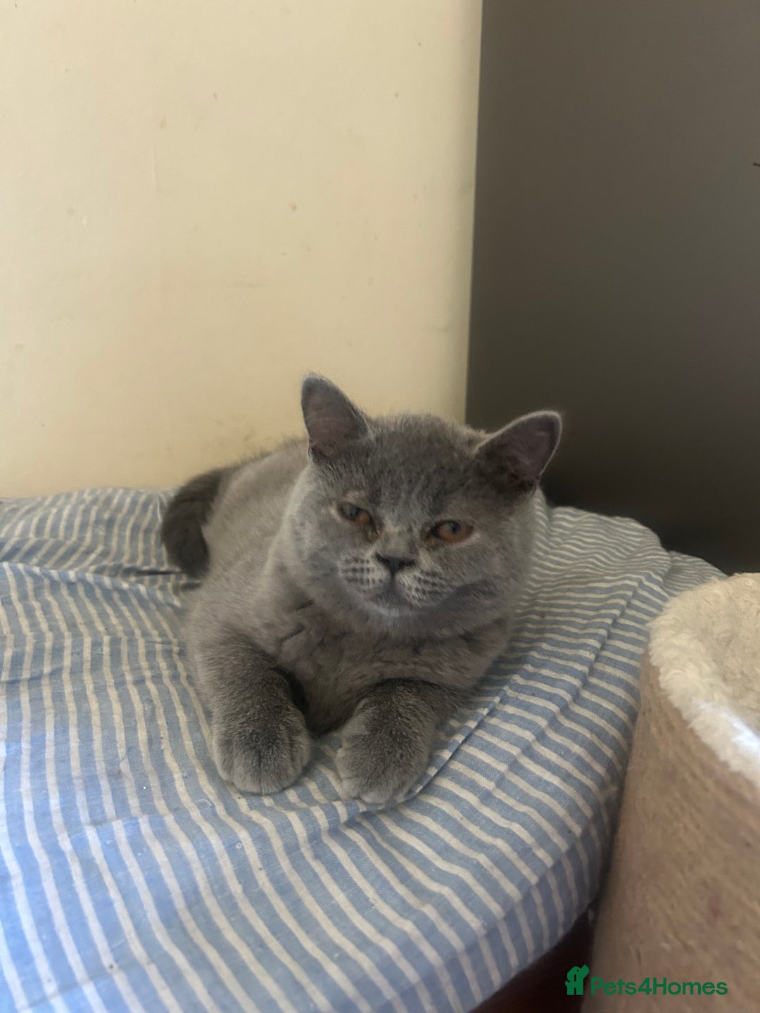 Scottish Fold cats for sale: Scottish Straight Boy Available in Bognor Regis - Image 5