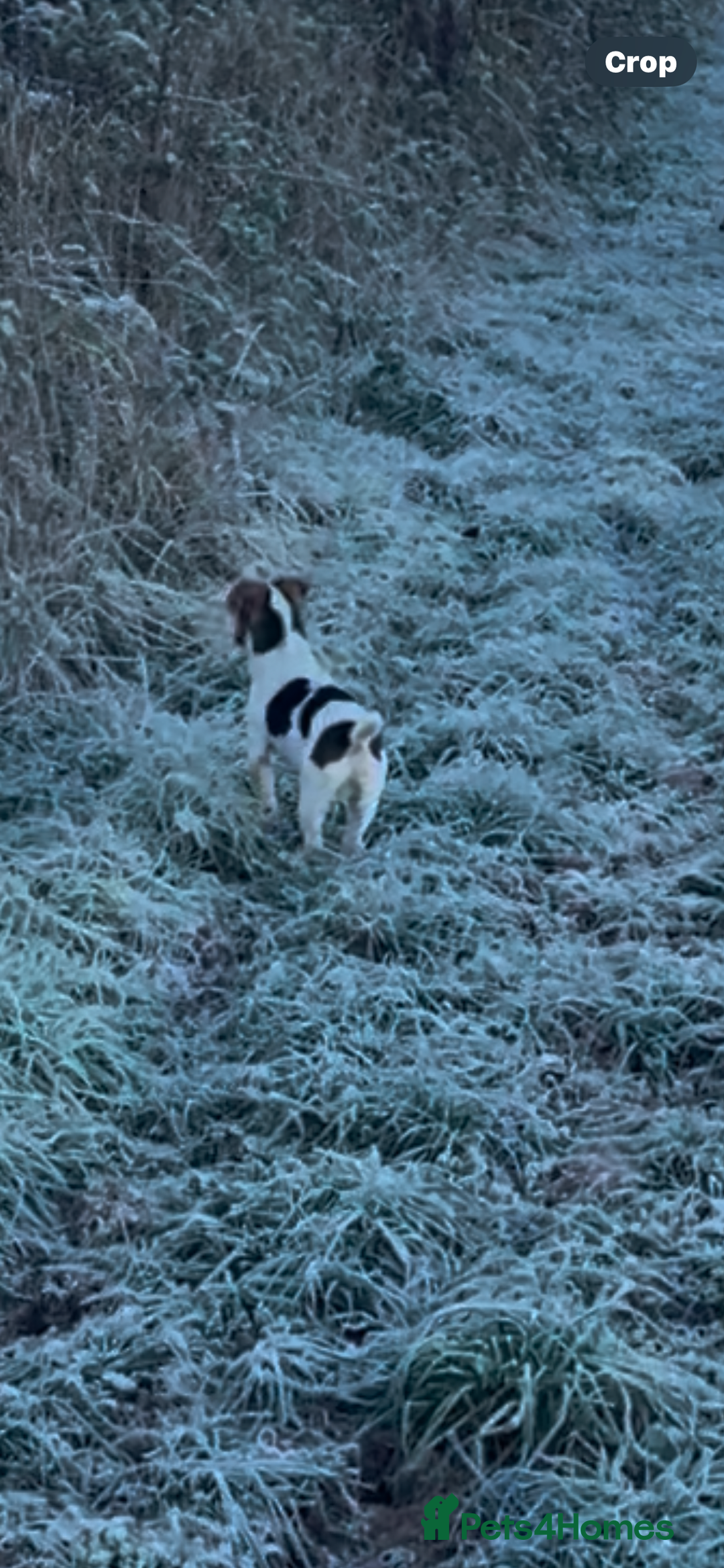 Jack Russell dogs for sale: Buddy the russell - Advert 3