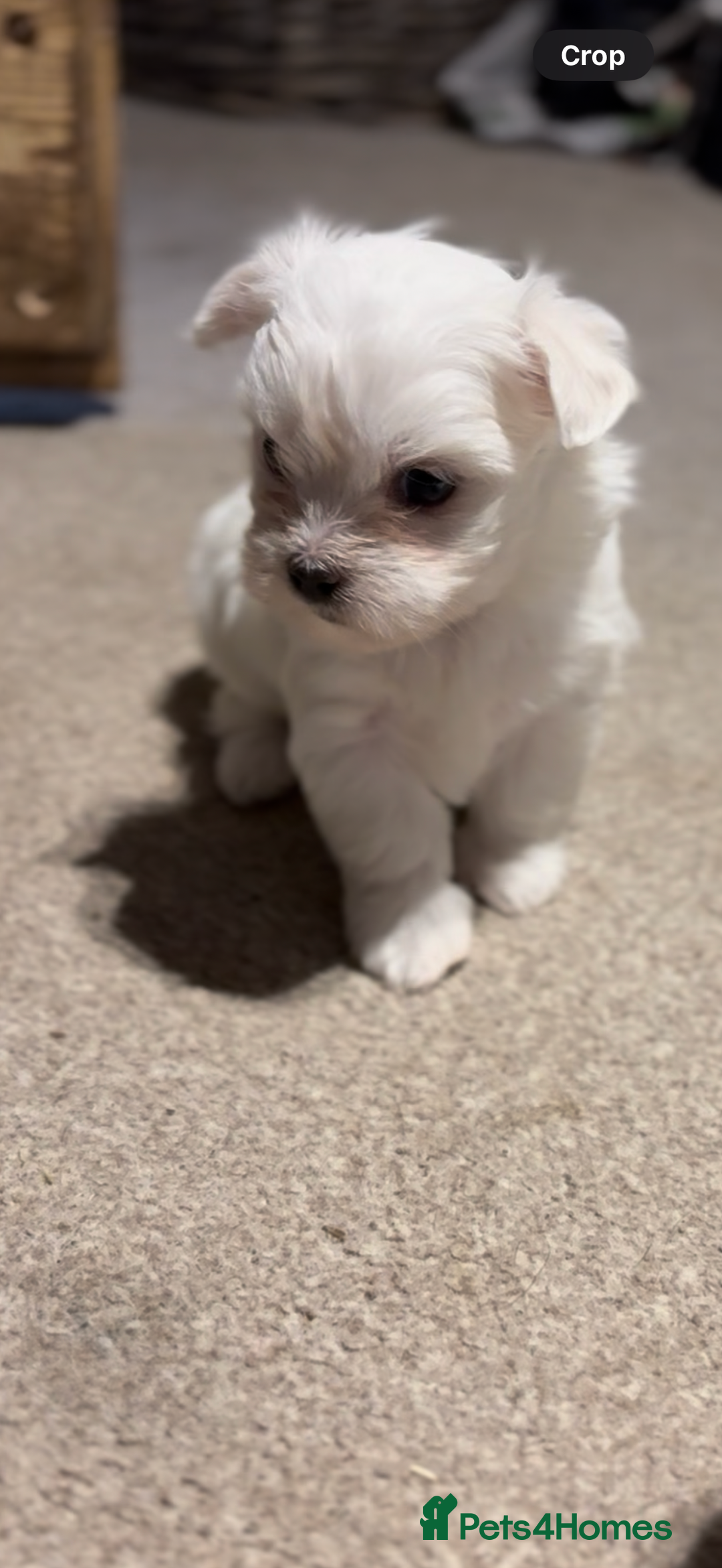 Morkie dogs for sale: Beautiful fluffy maltese - Advert 10