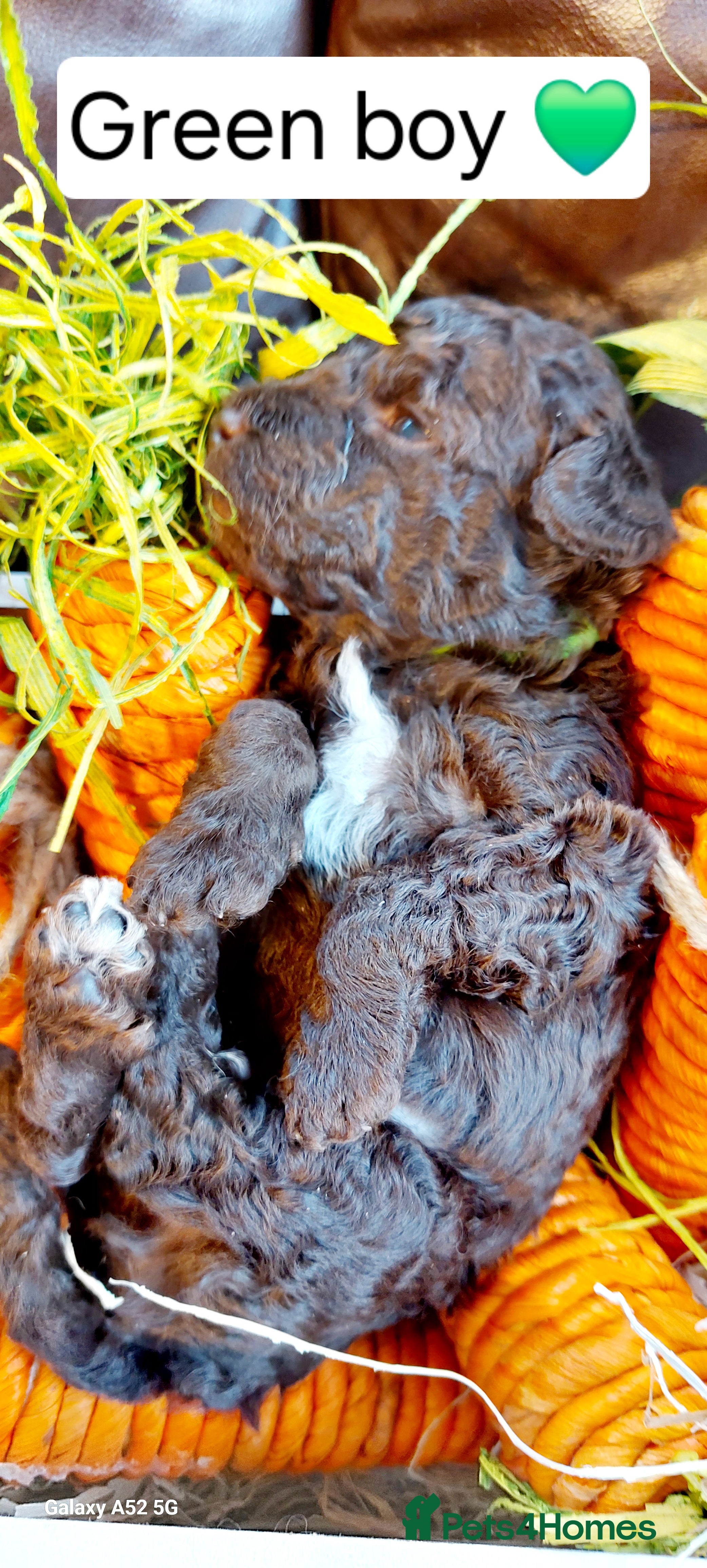 Toy Poodle dogs ⭐️⭐️⭐️⭐️⭐️ 5 star toy poodle puppies ⭐️⭐️⭐️⭐️ - Advert 2