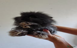 Angora rabbits for sale: Stunning Luxury Angora Rabbits - Image 3
