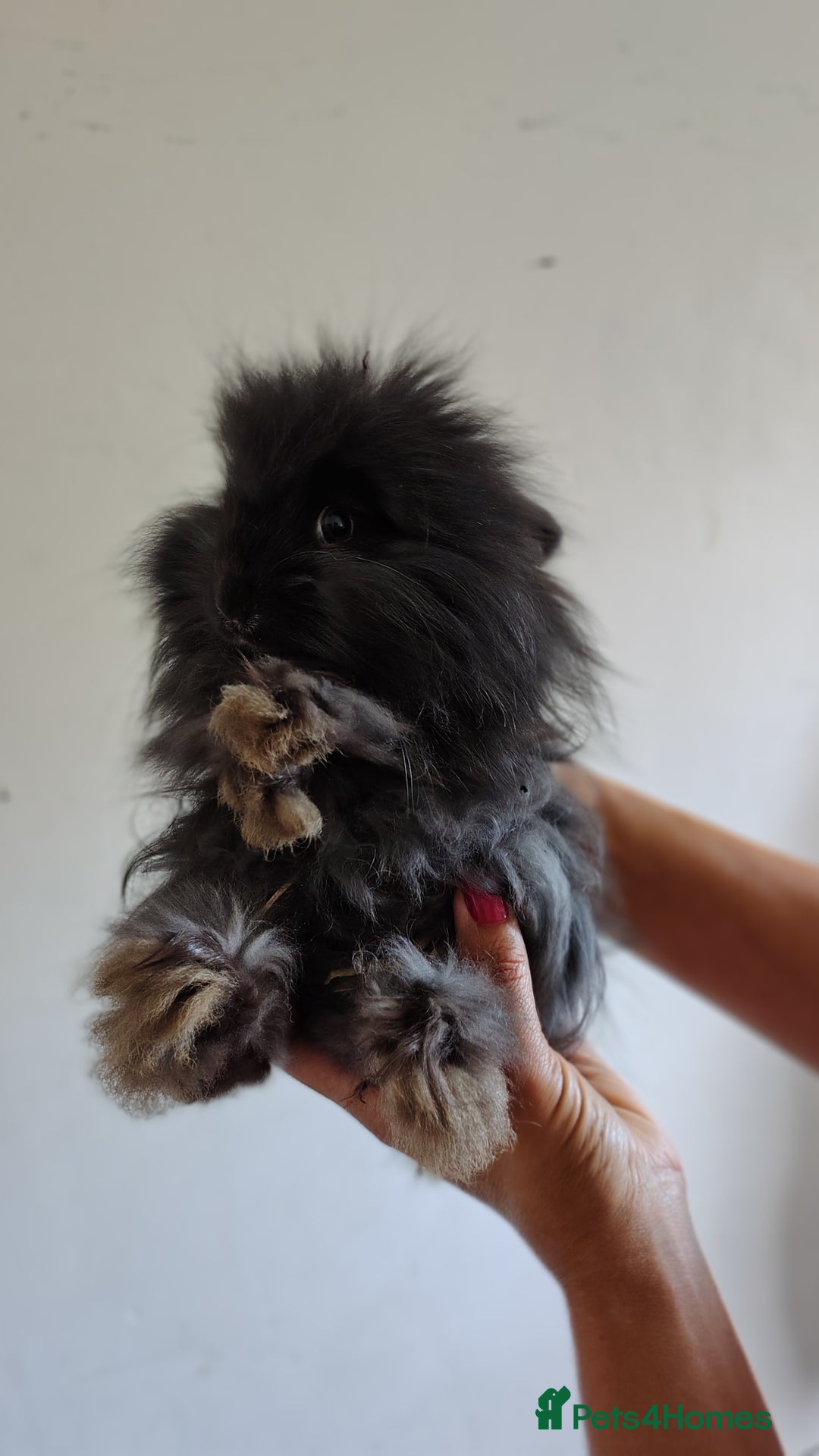 Angora rabbits for sale: Stunning Luxury Angora Rabbits - Image 3