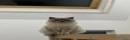 Ragdoll cats for sale: Blue point ragdoll  - Advert 4