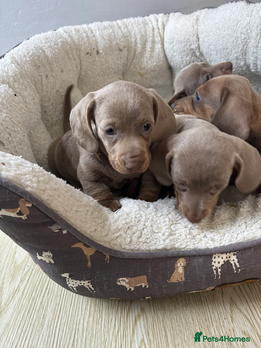 Dachshund dogs for sale: 4 beautiful Isabella and tan puppy’s  - Advert 14