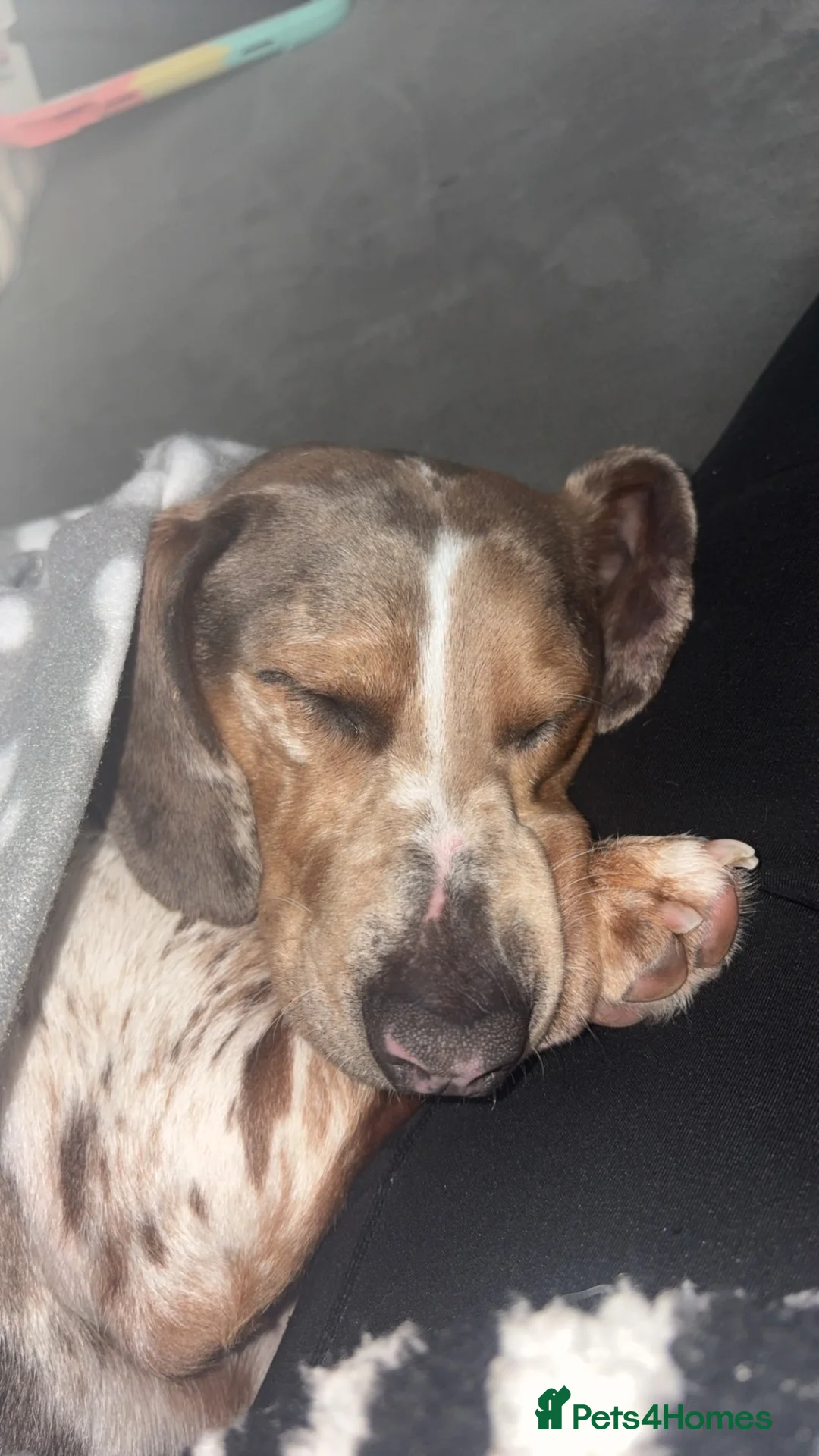 Dachshund dogs for sale: Dachshund  in Choppington - Advert 4