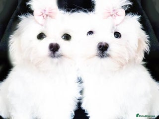 Maltese dogs KC Registered Maltese Puppies - Advert 6