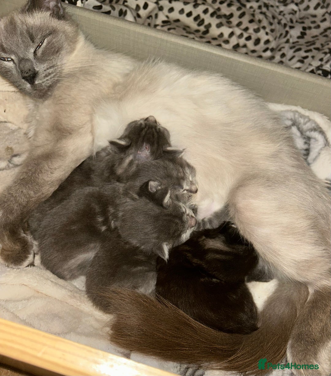 Mixed Breed cats for sale: Adorable kittens - Advert 2