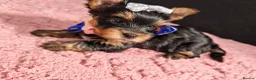 Yorkshire Terrier dogs for sale: Beautiful Yorkies for sale - Advert 19