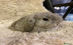 Mini Lop rabbits for sale: Baby boy mini lops - Image 2