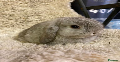 Mini Lop rabbits - Advert 6