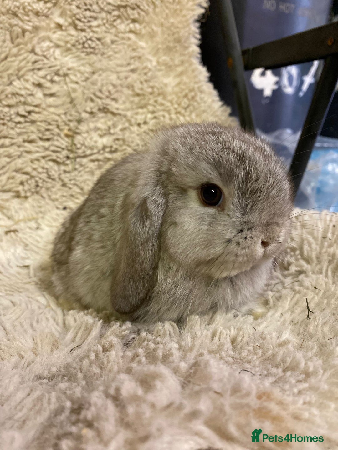 Mini Lop rabbits for sale: Baby boy mini lops - Image 2
