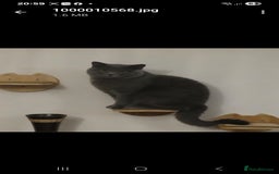 British Shorthair cats for sale: 6 x British Short-haired Blue kittens for sale - Image 1
