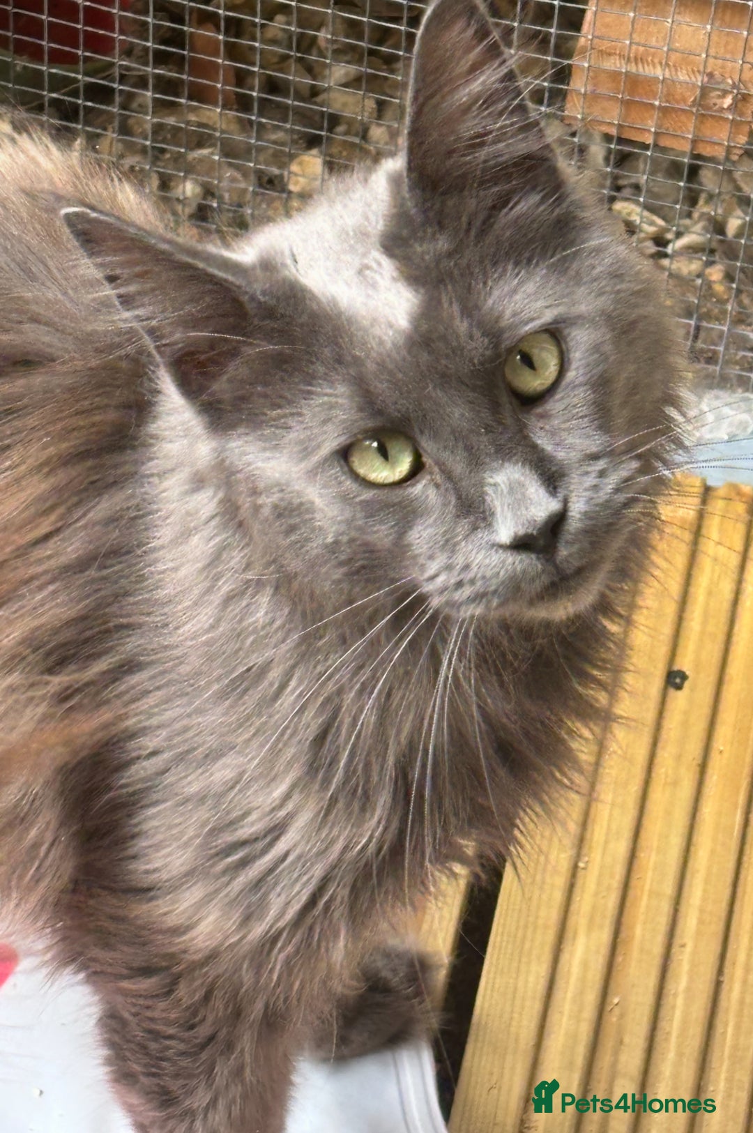 Maine Coon cats for sale: Gorgeous blue boy  - Image 1