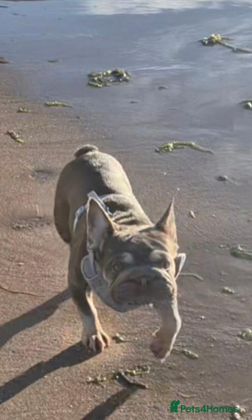 French Bulldog dogs French bulldog puppies ready for forever homes  - Advert 2