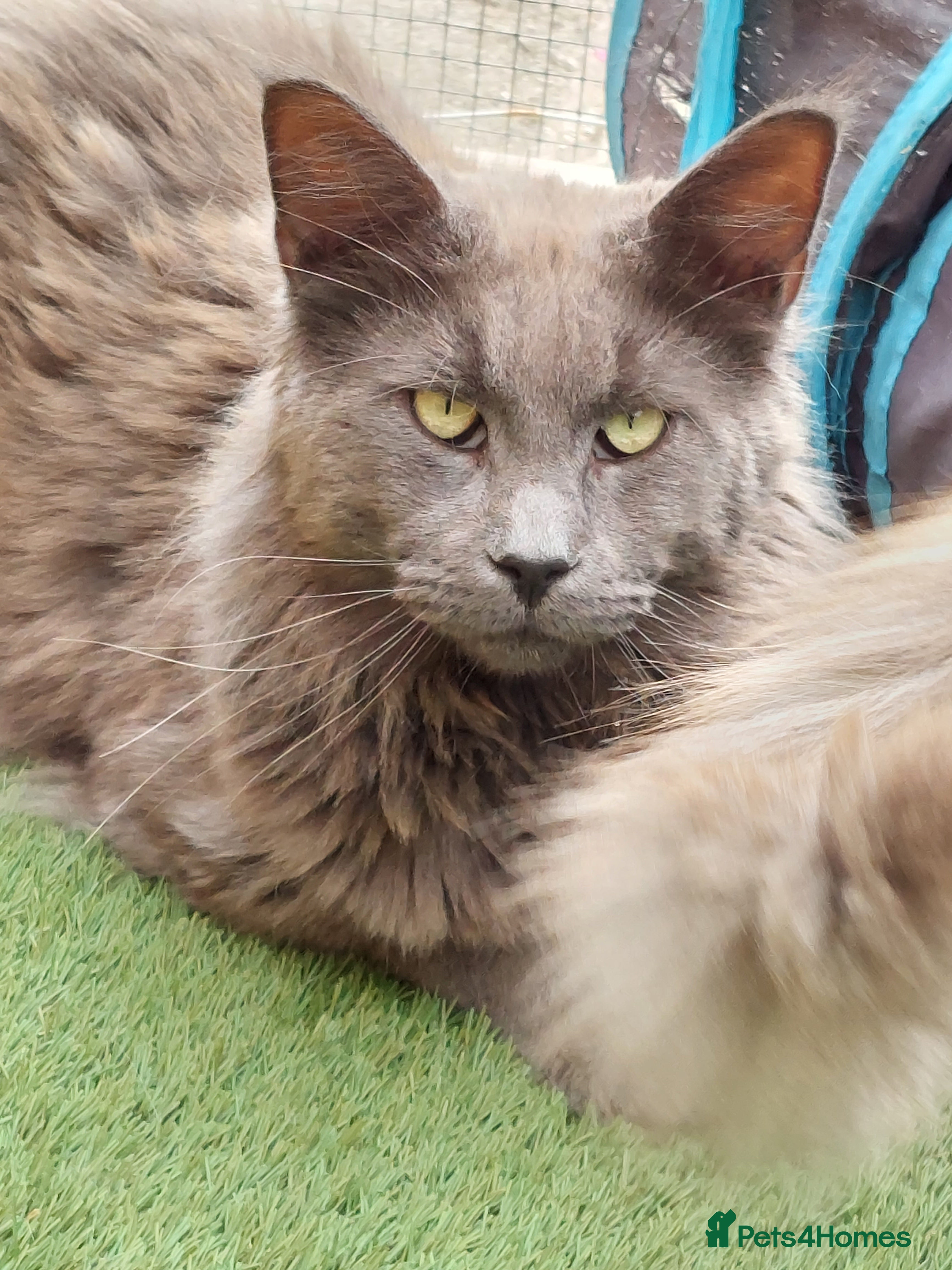 Maine Coon cats Large boy available  - Advert 11