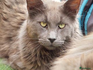 Maine Coon cats Large boy available - Advert 4