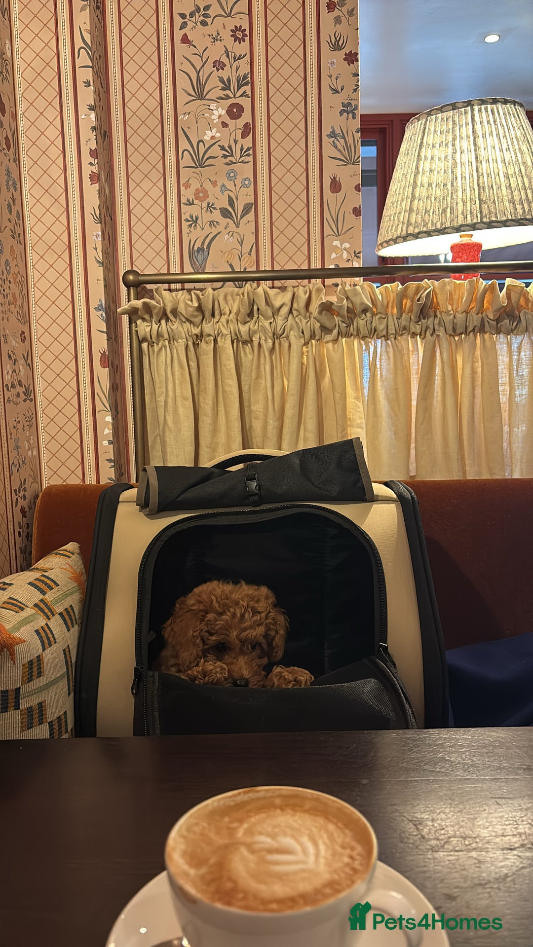 Toy Poodle dogs for sale:  Toy Poodle Puppy Looking for a Loving Home - Image 15