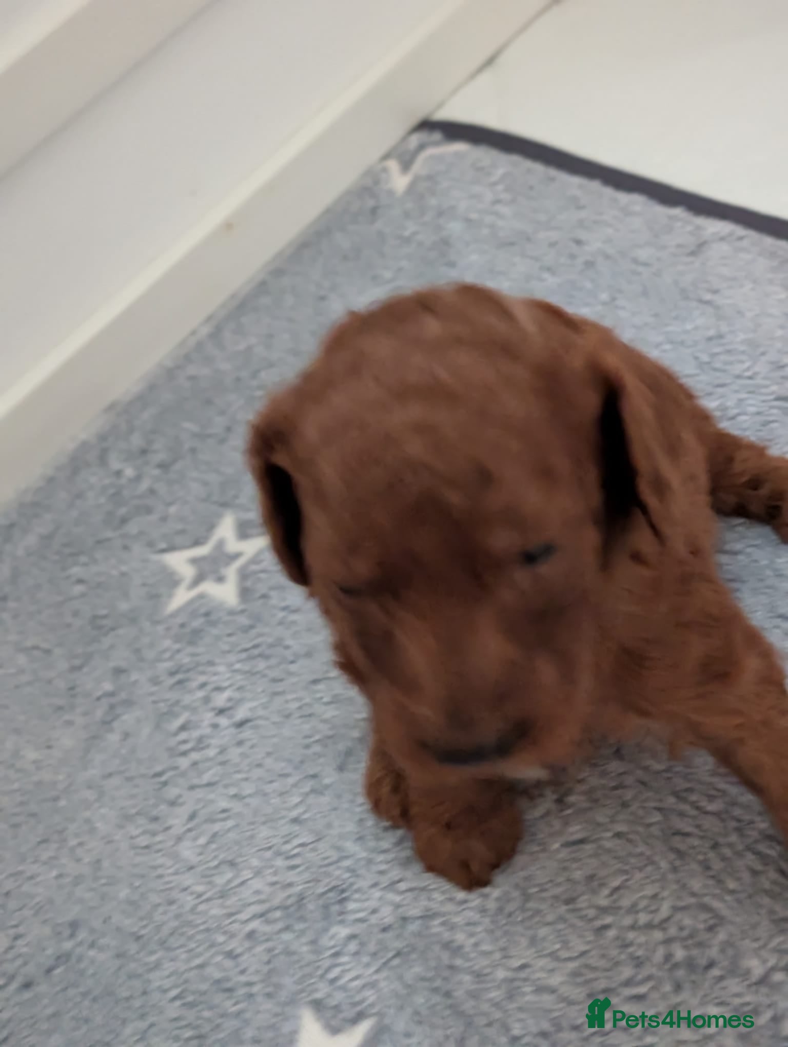 Miniature Poodle dogs Stunning red miniature poodle - Advert 3