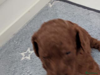 Miniature Poodle dogs Stunning red miniature poodle - Advert 1