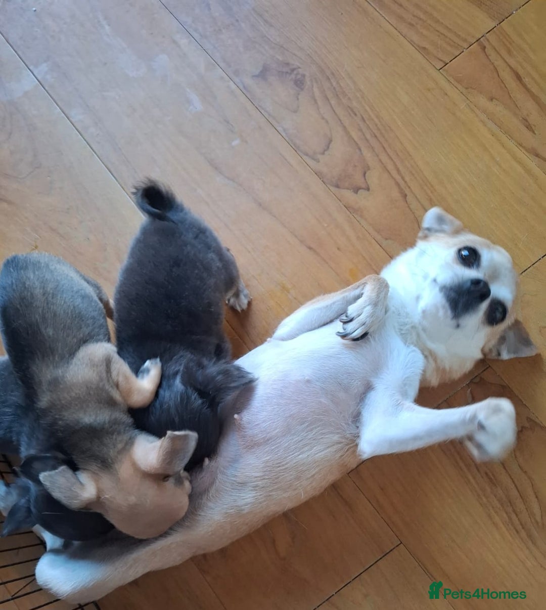 Chihuahua dogs for sale: 3 Tiny Chihuahua Pups Ready to leave  - Advert 5