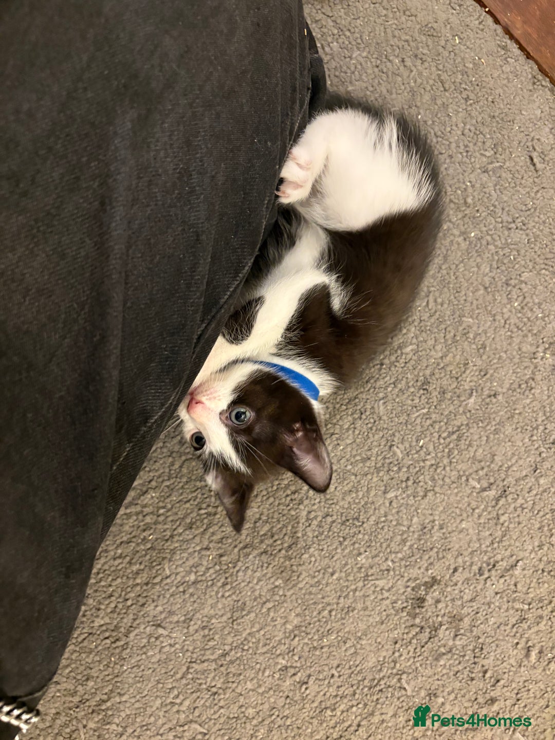 Domestic Shorthair cats for sale: Domestic Shorthairs - 6 Left - Advert 14