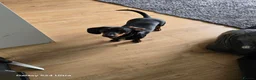 Dachshund dogs for sale: 3 year old dachshund  in Luton - Advert 3