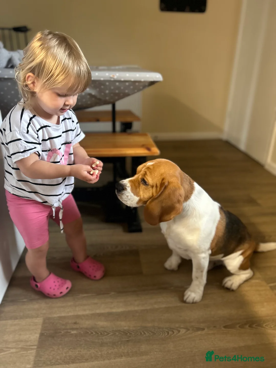 Beagle dogs for sale: *Buddy* lovely kc reg beagle male family boy - Advert 2