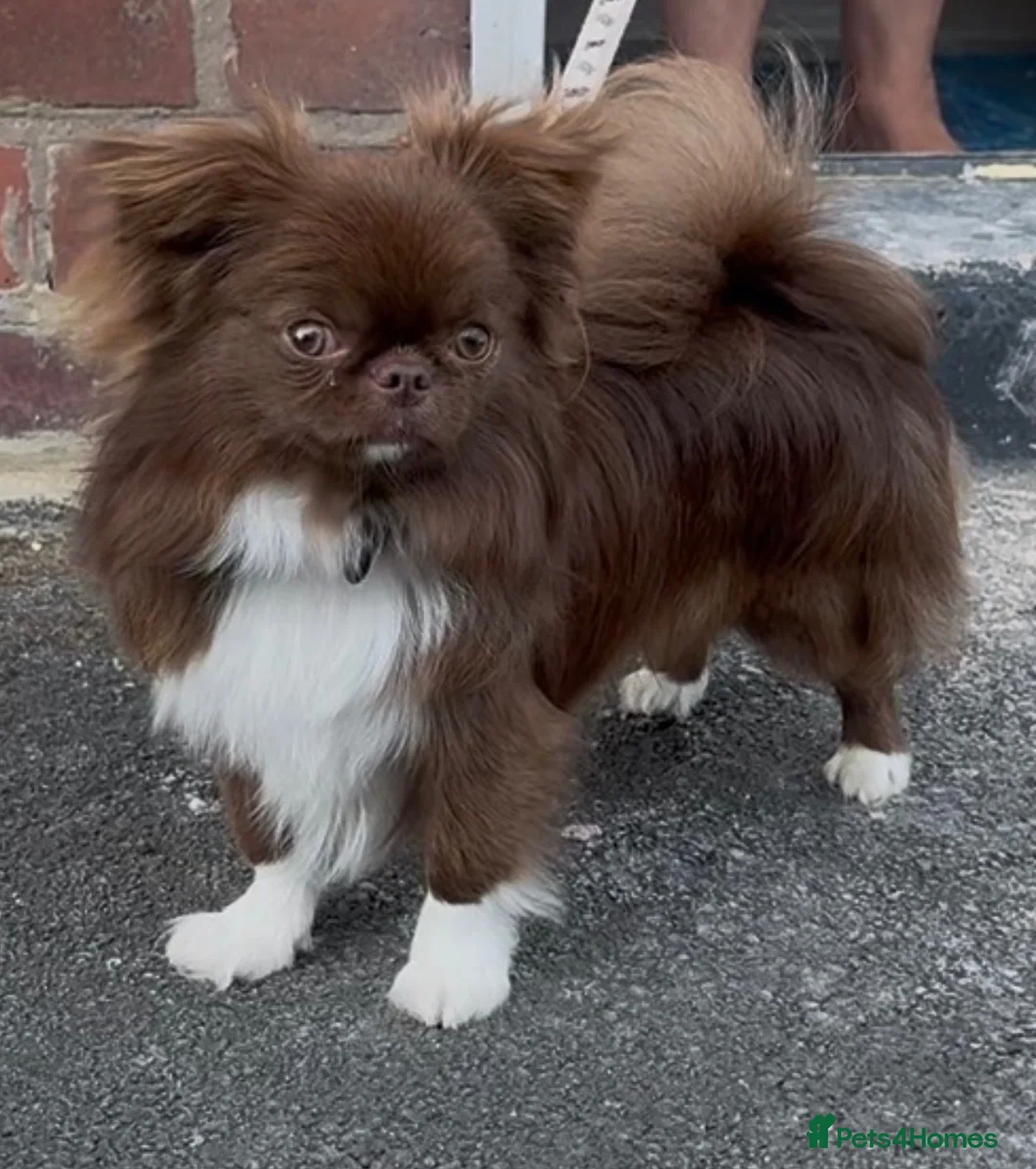 Chihuahua dogs for stud: Chocolate Doll face chihuahua stud  - Advert 2