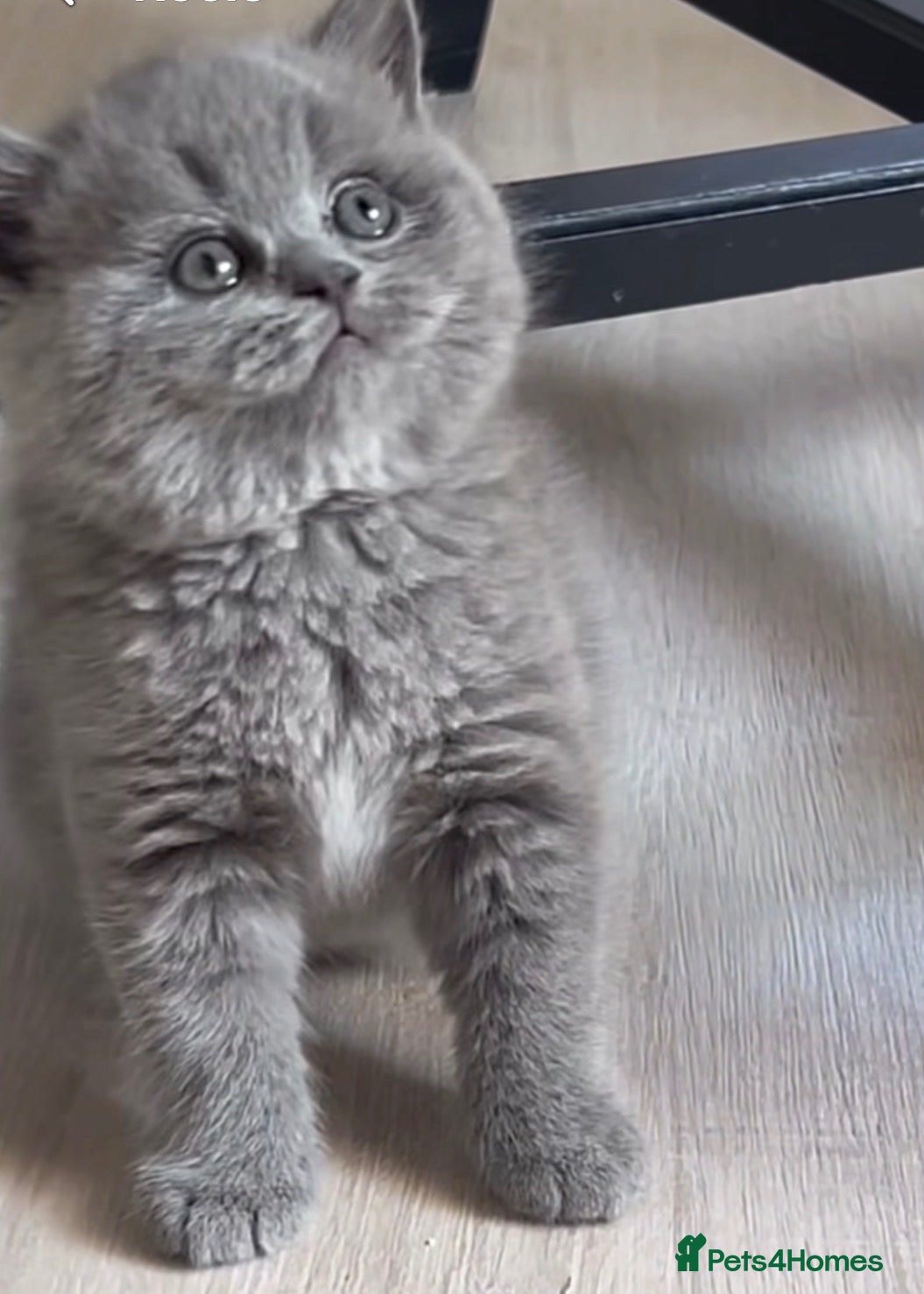 British Shorthair cats British shorthair chubby kitten for sale - Advert 11