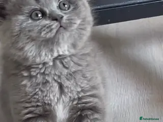 British Shorthair cats British shorthair chubby kitten for sale - Advert 11