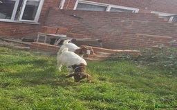 Goats livestock for sale: Two goats, one male one female - Image 3