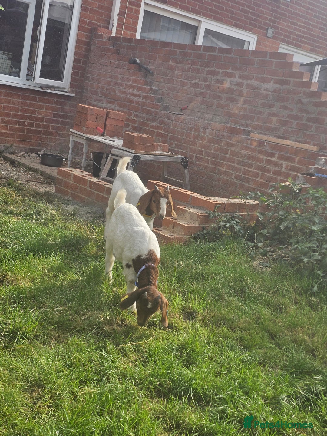 Goats livestock for sale: Two goats, one male one female - Image 3