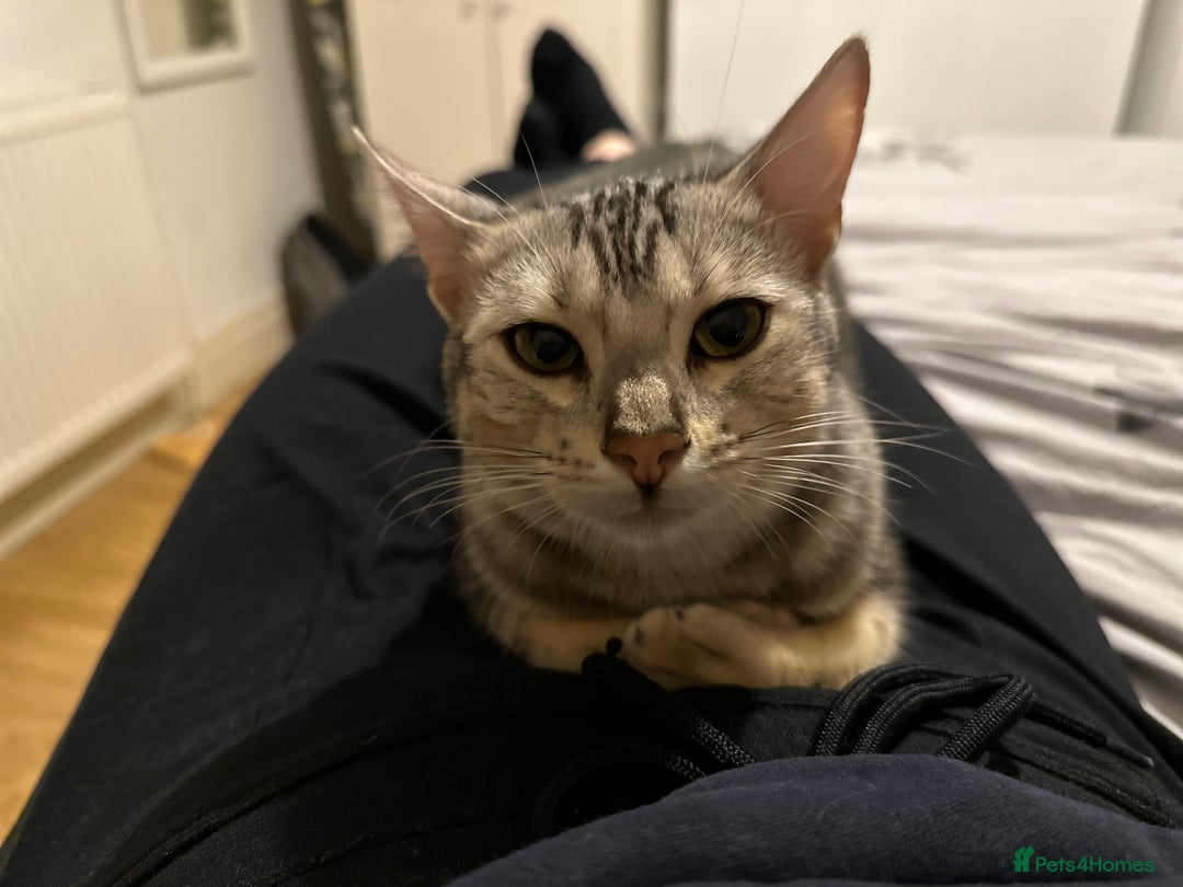 Bengal cats for sale: Full Bengal Female - Advert 2