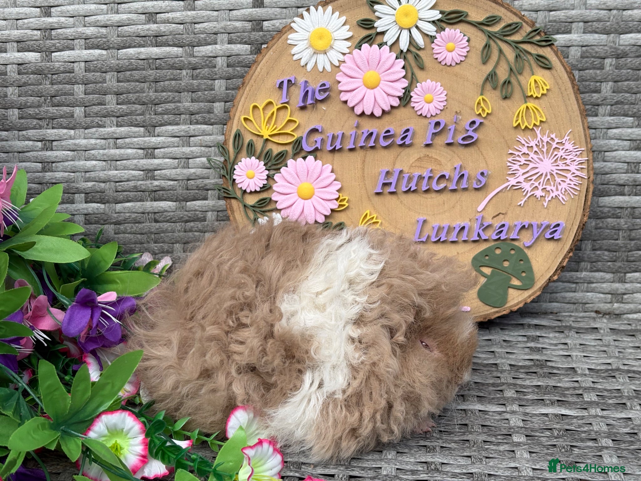 Guinea Pig rodents for sale: Purebred Lunkarya - Advert 22