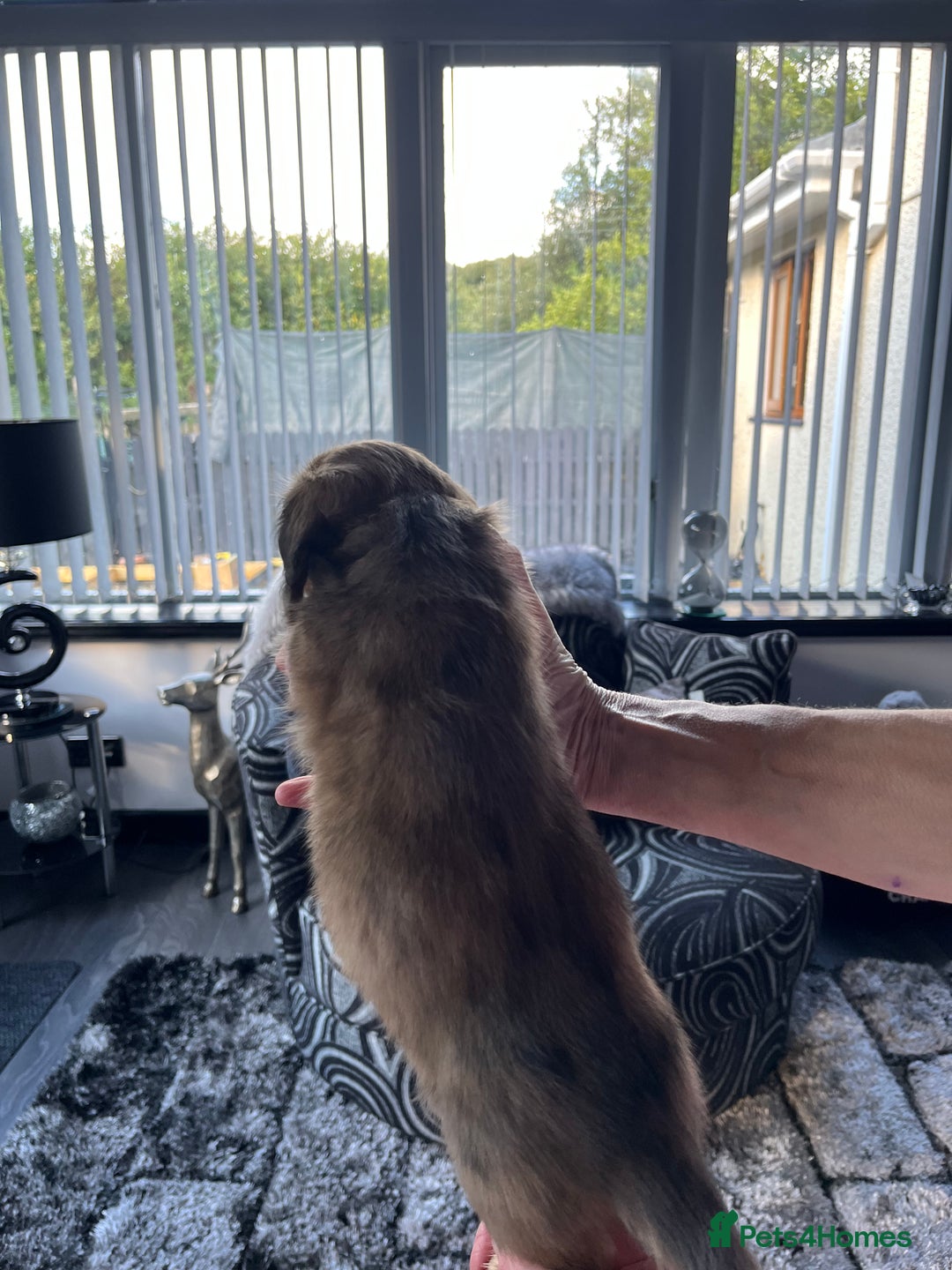 Dachshund dogs for sale: Stunning long haired miniature daxi puppies    - Image 19
