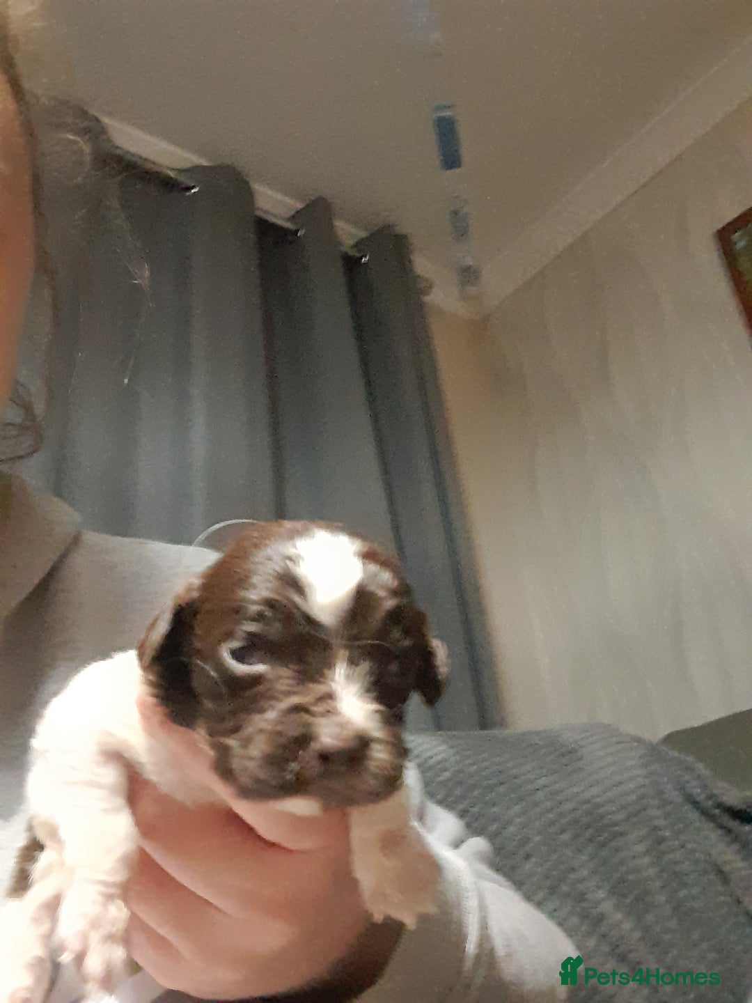 Springador dogs for sale: Springador puppys - Advert 4