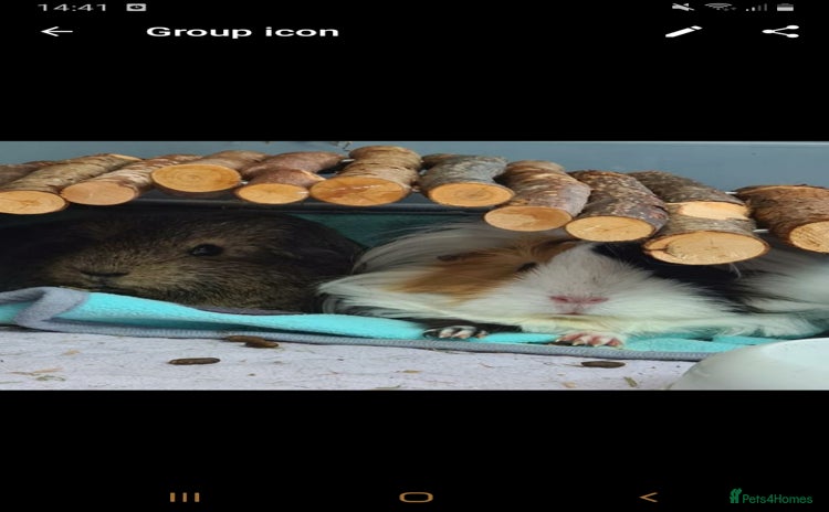 Guinea Pig rodents - Advert 4