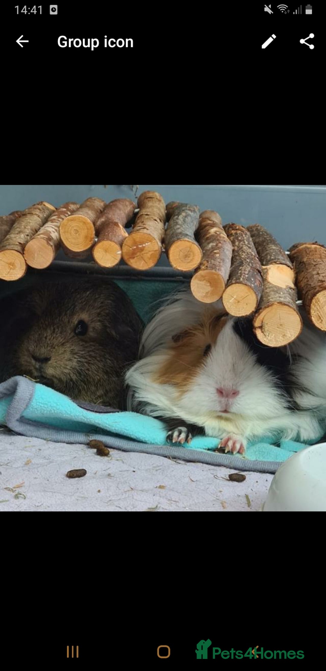 Guinea Pig rodents for sale: 2 bonded females looking for a new home - Image 1
