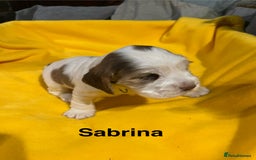 Cocker Spaniel dogs for sale: Exceptional KC registered Show Cocker Spaniels  - Image 27