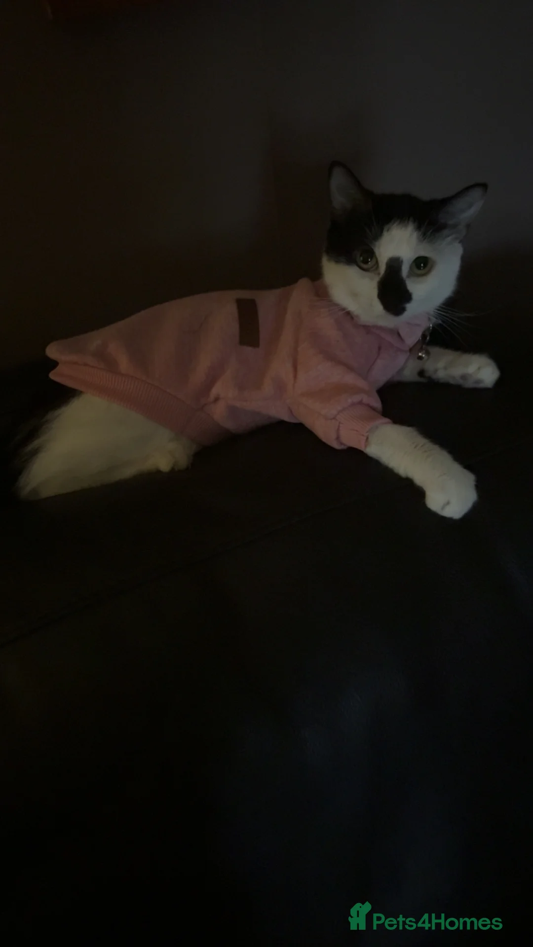 British Shorthair cats for sale: Beautiful Girl to be Rehomed - Advert 1