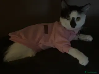 British Shorthair cats Beautiful Girl to be Rehomed - Advert 2