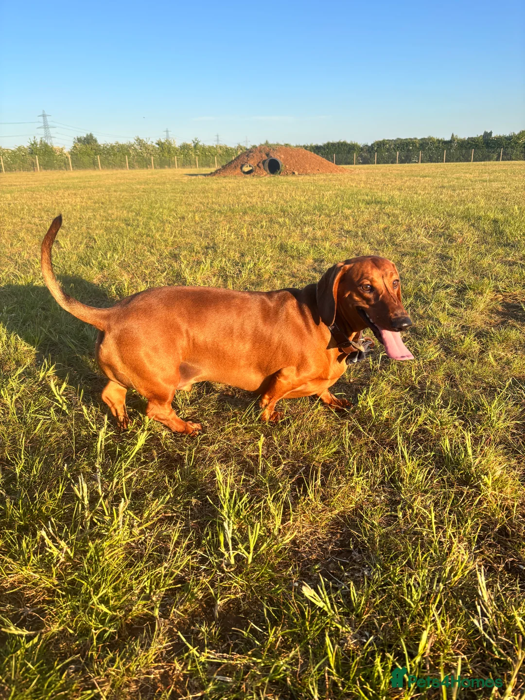 Dachshund dogs for sale: Red pedigree Dachshund  - Advert 11