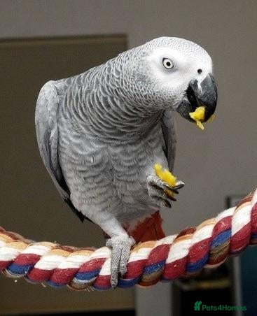 Parrots birds   African  Talking Parrots Male and female - Advert 4