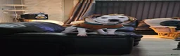 Mixed Breed dogs for sale:  Bully puppies  in Coventry - Advert 9