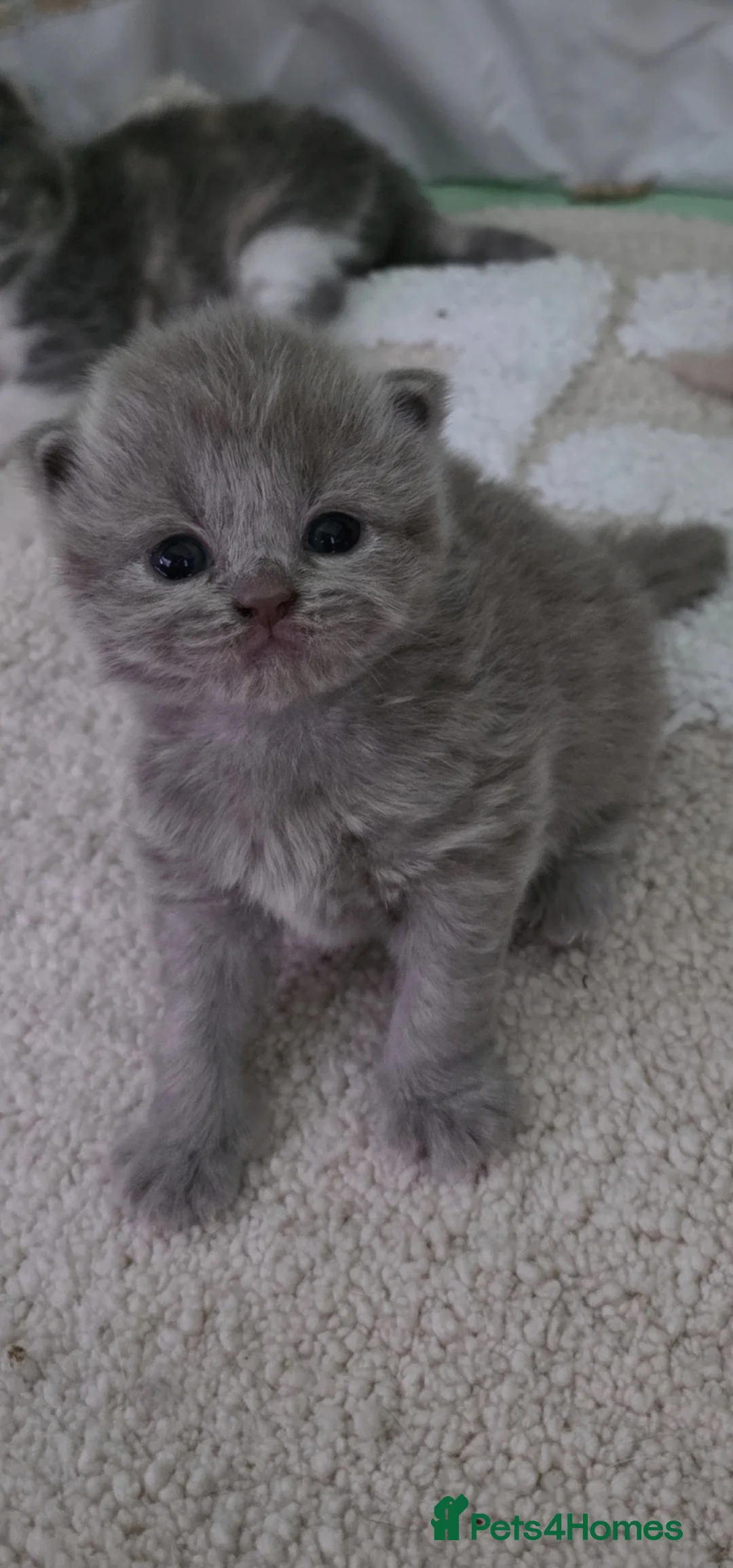 British Shorthair cats for sale: GCCF CHAMPION BRITISH SHORTHAIR 🏆  - Advert 2