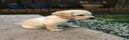 Labrador Retriever dogs for sale: 7 stunning black & red /yellow Lab puppies in Aberdeen - Advert 8
