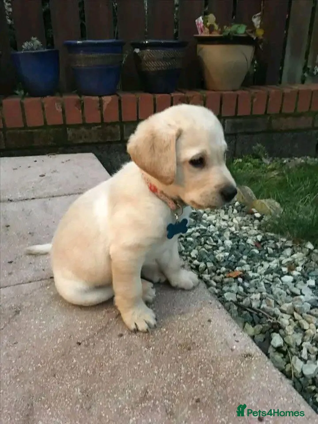 Labrador Retriever dogs for sale: 7 stunning black & red /yellow Lab puppies in Aberdeen - Advert 8