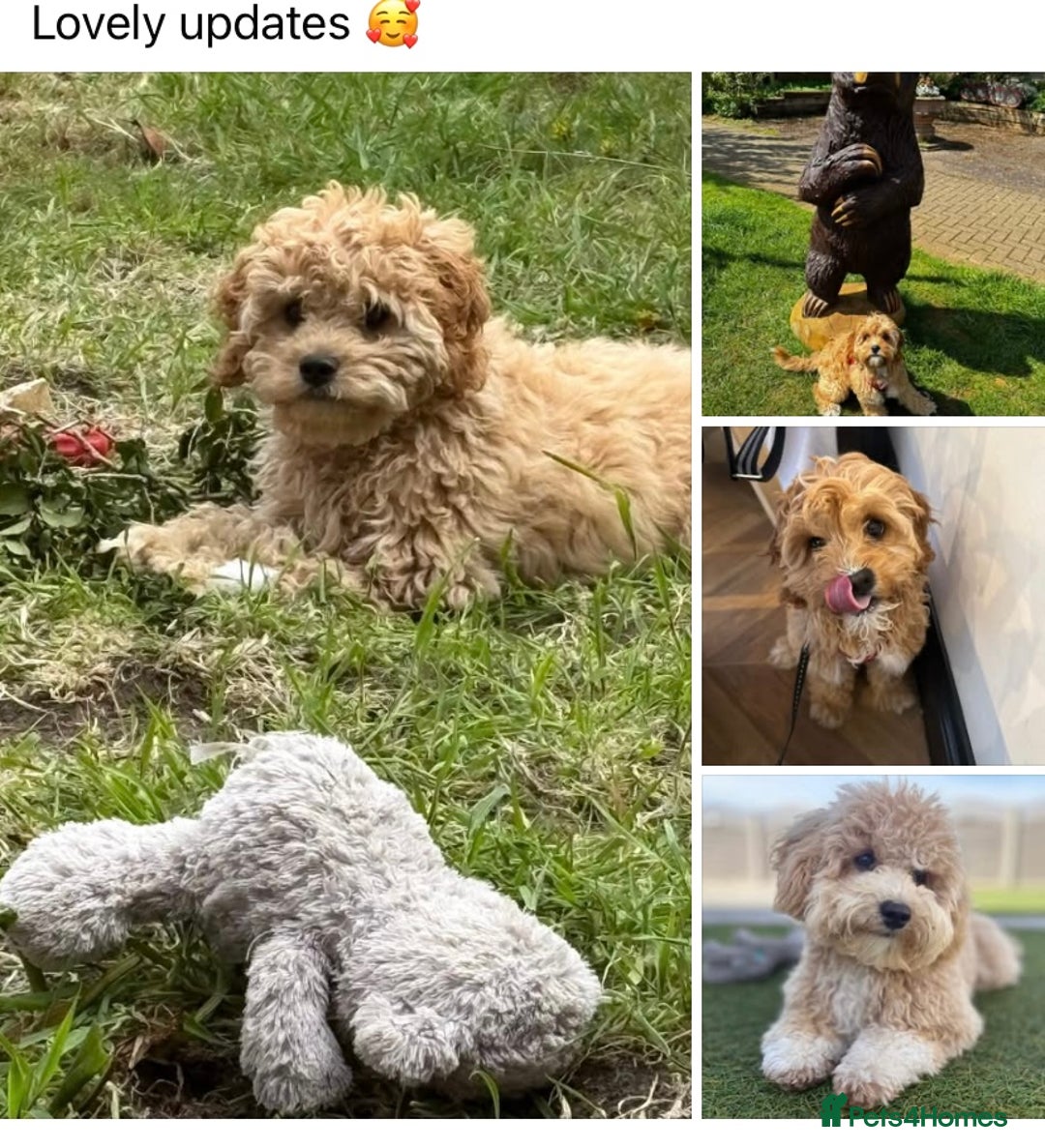 Toy Poodle dogs for stud: Toy Poodle KC - Stud and  fully health tested  - Image 24