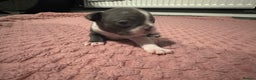 Boston Terrier dogs for sale: Boston terrier pups - Advert 3