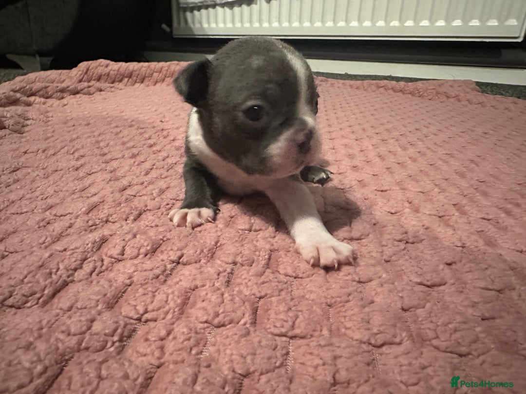 Boston Terrier dogs for sale: Boston terrier pups - Advert 3